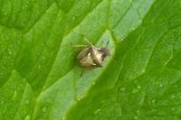 Eysarcoris aeneus