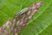 Leptopterna dolabrata