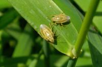 Aelia acuminata