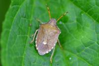 Peribalus strictus vernalis