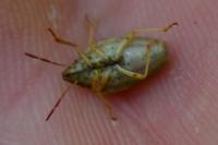 Aelia acuminata