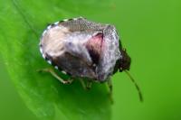 Stagonomus venustissimus