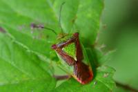 Acanthosoma haemorrhoidale