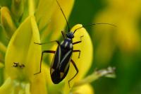 Hadrodemus m-flavum