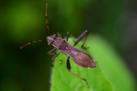 Camptopus lateralis