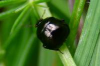 Coptosoma scutellatum