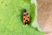 Horvathiolus superbus