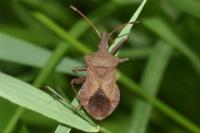 Coreus marginatus