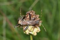 Camptopus lateralis