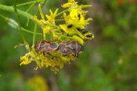 Eurydema ornata
