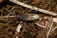 Peritrechus gracilicornis