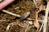 Peritrechus gracilicornis