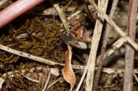 Peritrechus gracilicornis