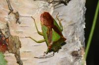 Acanthosoma haemorrhoidale