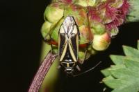 Hadrodemus m-flavum