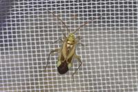 Adelphocoris lineolatus