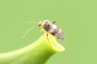 Pinalitus viscicola