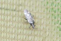 Temnostethus pusillus