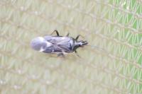 Temnostethus pusillus