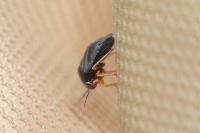 Strongylocoris leucocephalus