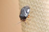 Strongylocoris leucocephalus