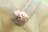 Calocoris roseomaculatus roseomaculatus