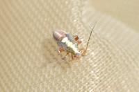 Calocoris roseomaculatus roseomaculatus