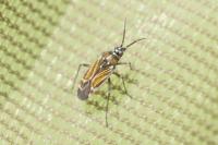 Hoplomachus thunbergii
