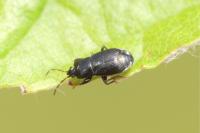 Plinthisus brevipennis