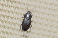 Plinthisus brevipennis