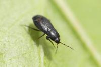 Plinthisus brevipennis