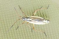 Leptopterna dolabrata