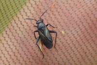 Orthocephalus coriaceus