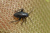 Orthocephalus coriaceus