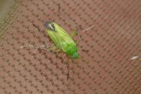Oncotylus punctipes
