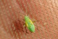 Oncotylus punctipes