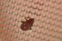 Criocoris crassicornis