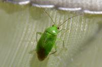 Apolygus spinolae