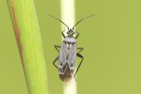 Macrotylus herrichi