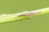 Berytinus clavipes