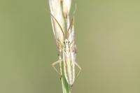 Leptopterna ferrugata