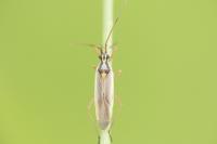 Leptopterna ferrugata