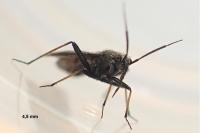 Orthocephalus saltator