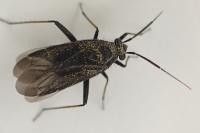 Orthocephalus saltator