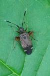 Closterotomus biclavatus