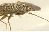 Phoenicocoris obscurellus