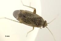 Phoenicocoris obscurellus