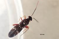 Globiceps sphaegiformis