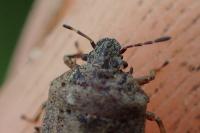 Podops calligerus