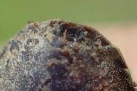 Podops calligerus